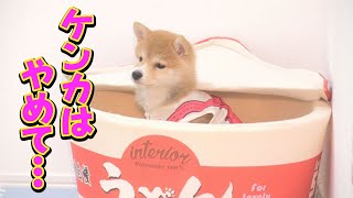 弟とケンカして、怒って帰って行った兄柴犬が・・・