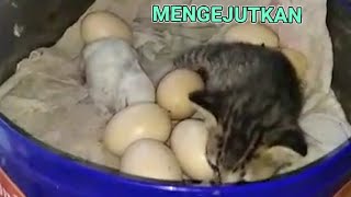 MENGEJUTKAN KUCING INI..