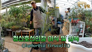 [춘천 꽃누리농원] 청산호선인장(Euphorbia tirucalli) 이식 및 삽목