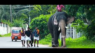 ഒളരിയാ൯🔥🔥🔥🔥 || Mambi || Olarikkara kalidasan || AGKelephantgallery