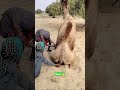 فيديو لقاء الجمل _camel طفل جميل مضحك