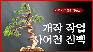 묘목에서 고목으로?! 한시간 만에 나무 50년 더 나이들게 하는법!! 사어천 진백 개작 작업 How to make a bonsai?