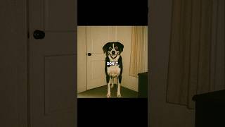 Don’t Ignore Your Dog At Midnight #scary #shorts #creepy