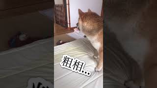 粗相したにも関わらず、反省の色がない柴犬#shorts #柴犬