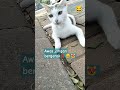 Awas jangan bergerak‼️#funny#cute#cat#shorts#viral#trending#memes#lucu#comedy#youtube#humor#catlover