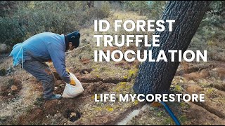 ID Forest: Truffle inoculation