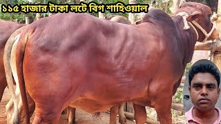 ধামাকা অফার ১১৫ হাজার  টাকা লটে  ১০০%  শাহিওয়াল  ষাড় ।।special cow।।২৩/০১/২০২৫