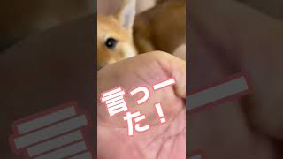 喋る柴犬〜新年のご挨拶〜