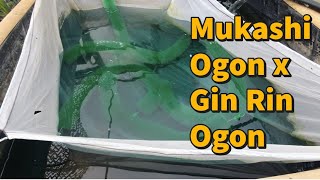 Josh's Koi Homestead Part 2 ***Mukashi Ogon x GIN RIN Ogon Spawn***