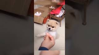 おねだりする犬に、、、  a dog that is spited