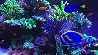 🐟 Coral Reef Aquarium Fish Tank with Water Sound - Tropical Fish, Screensaver 10