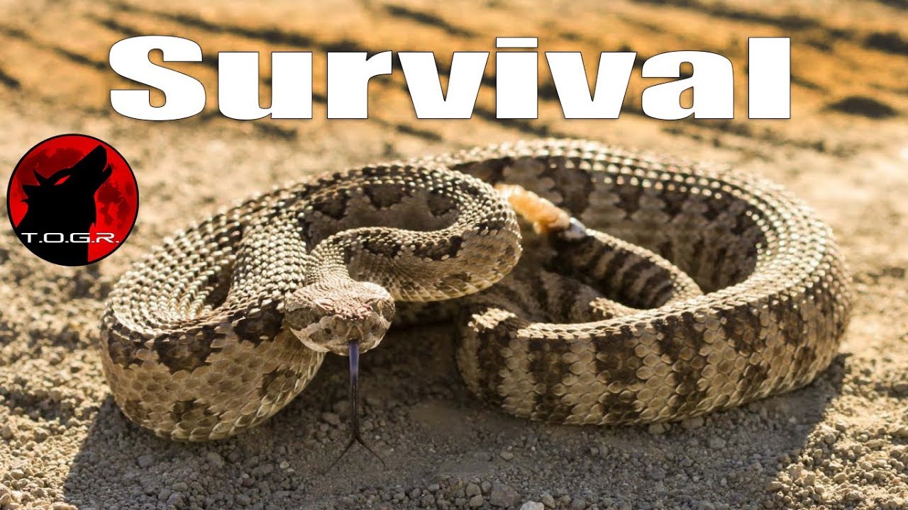 Snakebite How To Survive Being Bitten By A Venomous Snake Survival Eyes Snakebite How To Survive Being Bitten By A Venomous Snake Survival Eyes