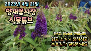 양재꽃시장 식물튜브 2023년 4월 21일 입고영상 시청 하시면서 눈호강과 힐링하세요~ #양재꽃시장 #식물튜브 #월동 #관엽 #식물아빠