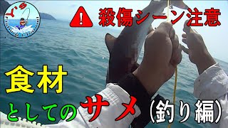 １２７ｃｍのサメをゴムボートで釣って食べる！【#1 釣り編】