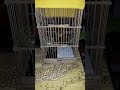 Burung cikrak bambu gacor cocok buat pikat