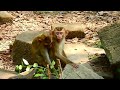 absolutely amazing…orphan monkeys in sovana troop meeting.