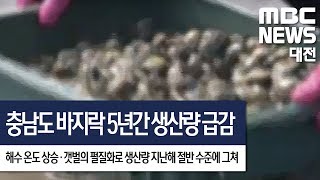 [대전MBC뉴스]충남도 바지락 5년간 급감..원인은 온도 상승