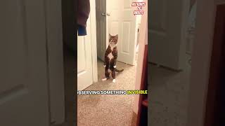 A collection of very adorable cat videos #cats #cutecatvideos #funnyvideos #animals