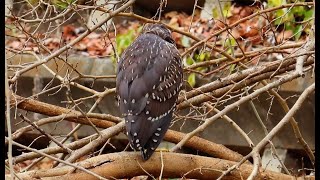 ホシゴイ＆ゴイサギ調布地区 2025 01 12 #ゴイサギ #幼鳥 #野鳥 #birds #wildlife #nature #自然観察ぶらり散歩