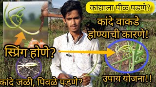 कांद्याला पिळ पडणे?जळी पडणे?kande वाकडे होण्याची कारणे | उपाययोजना onion farming #Maheshvgaikwad