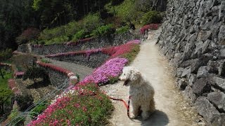 石積みの花見を楽しむ 2015 (吉野川市美郷：高開石積みシバザクラまつり)