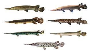 7 Gar Fish Species | Types of Gar Fish