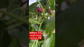 Short 80 | మీరు  ఎప్పుడైనా ఈ పురుగుల్ని చూశారా 😰 ?comment me #organicprabha #homegarden