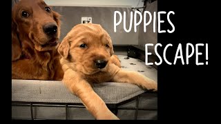 Puppies Escape! Puppy Diaries: Day 19 of 56