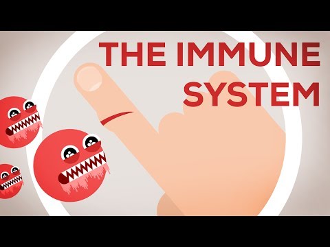 The Immune System Explained I – Bacteria Infection The Immune System Explained I – Bacteria Infection