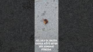 RELAKX OL KAVGA ETMEK SONU KÖTÜ BİTE BİLİR BİR SONRAKİ VİDEODA