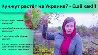 Кунжут растёт на Украине? - Ещё как!!!