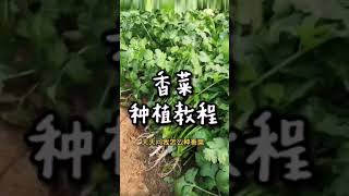 种香菜的教程来啦~