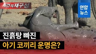 '버둥버둥'…진흙탕 빠진 새끼 코끼리의 운명은? / 연합뉴스 (Yonhapnews)