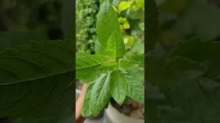 🙏😊 shriman narayana narayana hari hari /holy Tulsi/pavitra Tulsi plant grow at home