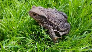 The Dangers of Licking Toads: What You Need to Know