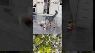 বিড়াল যখন জুতা পড়ে 🐕When the cat falls on the shoe😻#youtube #video #cat