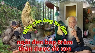 Thầy Rắn Ông Tư Đền Nói Về Thần Dược 