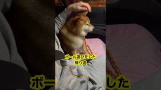 【ちゃちゃ丸】柴犬に膝を貸してあげました #shorts