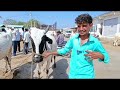 7.5ft height strongest ongole bull s gurumitkal ox market