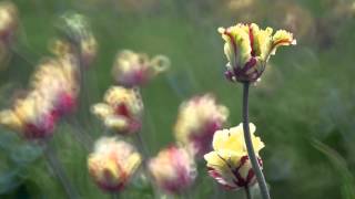 140418 Skagit Valley Tulip Festival 2014