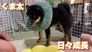 柴犬くま太　エリザベスカラーを頑張って練習とベル遊び