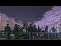 sakura 2019