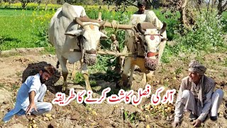 Bull Ploughing to Harvest Potatoes | Bull plowing Potatoes Farmers Harvest | Javed Bhai