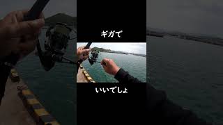 昼にまさかの巨大魚　#shorts