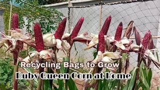 Recycling Bags to Grow Ruby Queen Corn at Home / Ruby Queen Corn's so sweet, Easy for Beginners