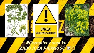 Wilczomlecz sosnka - Zabójcza piękność 🌼🌼🌼 UWAŻAJCIE na tę roślinę ! 😎☠️☠️☠️