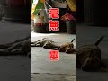 【可愛動物】2汪迎接媽回家 反應神同步 超沒靈魂｜搞笑｜萌寵｜狗狗