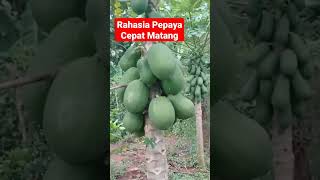 Rahasia PEPAYA CEPAT MASAK