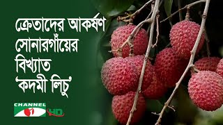 ফলন কম হলেও, বাজারে ভালো দাম সোনারগাঁয়ের ‘কদমী লিচু’র