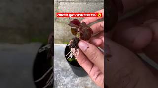 গোলাপ ফুল থেকে চারা হয়? 😮 #trending #shortsviral #viral #gardening